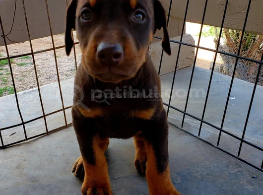 A Kalite Dişi Erkek Doberman Yavrularımız görsel