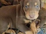 A Kalite Dişi Erkek Doberman Yavrularımız
