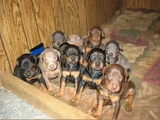 A kalite dişi erkek doberman yavrularımız
