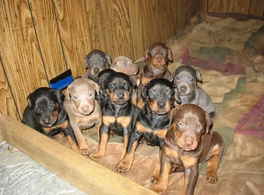A kalite dişi erkek doberman yavrularımız