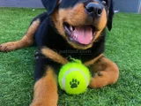 Dişi Erkek Rottweiler Yavrularımız