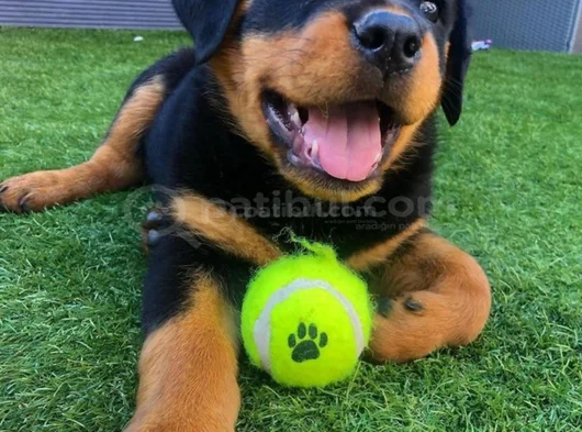 Dişi Erkek Rottweiler Yavrularımız görsel