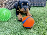 Dişi Erkek Rottweiler Yavrularımız