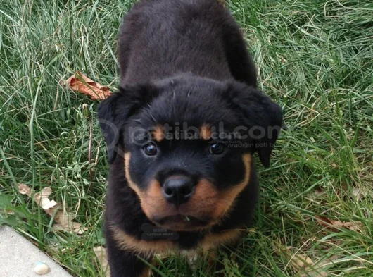 Dişi erkek rottweiler yavrularımız