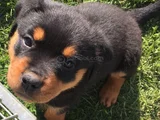 Dişi Erkek Rottweiler Yavrularımız