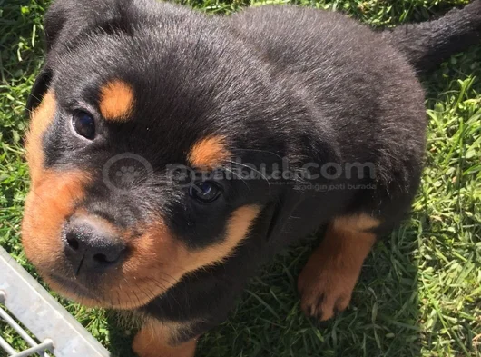 Dişi Erkek Rottweiler Yavrularımız görsel