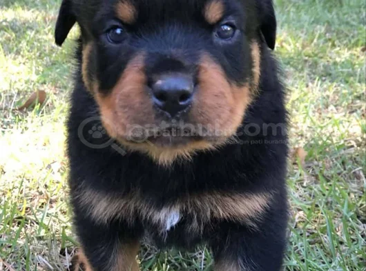 Dişi Erkek Rottweiler Yavrularımız görsel