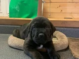 Dişi Erkek A Kalite Cane Corso Yavrularımız