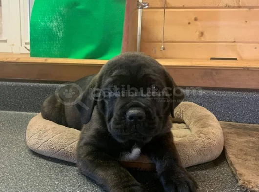 Dişi Erkek A Kalite Cane Corso Yavrularımız görsel