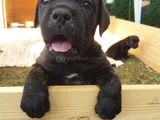 Dişi Erkek A Kalite Cane Corso Yavrularımız