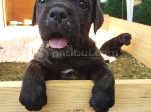 Dişi Erkek A Kalite Cane Corso Yavrularımız görsel