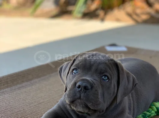 Dişi Erkek A Kalite Cane Corso Yavrularımız görsel