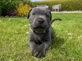 Dişi Erkek A Kalite Cane Corso Yavrularımız