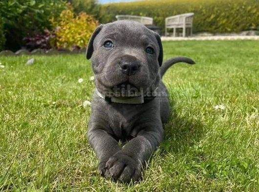 Dişi Erkek A Kalite Cane Corso Yavrularımız görsel