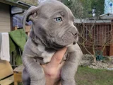Dişi erkek a kalite cane corso yavrularımız