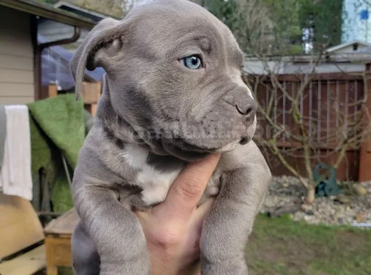Dişi Erkek A Kalite Cane Corso Yavrularımız