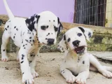 Dişi Erkek Dalmaçyalı A Kalite Yavrularımız