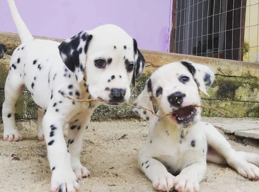 Dişi Erkek Dalmaçyalı A Kalite Yavrularımız görsel