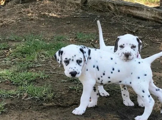 Dişi Erkek Dalmaçyalı A Kalite Yavrularımız görsel