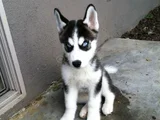 Dişi Erkek Husky Sibirya Kurdu Yavrularımız