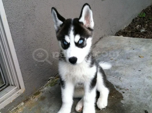 Dişi Erkek Husky Sibirya Kurdu Yavrularımız görsel