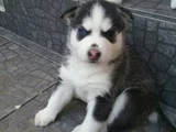 Dişi Erkek Husky Sibirya Kurdu Yavrularımız