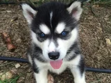dişi erkek husky sibirya kurdu yavrularımız