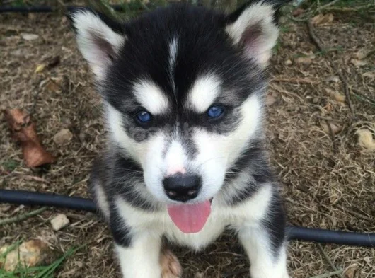 dişi erkek husky sibirya kurdu yavrularımız