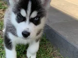 Dişi Erkek Husky Sibirya Kurdu Yavrularımız