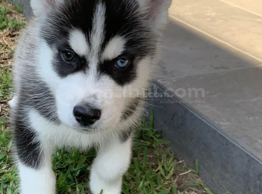 Dişi Erkek Husky Sibirya Kurdu Yavrularımız görsel