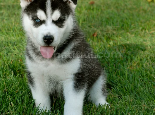 Dişi Erkek Husky Sibirya Kurdu Yavrularımız görsel