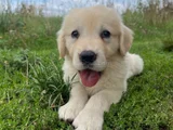 A Kalite Dişi Erkek Golden Retriever Yavrularımız
