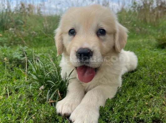 A Kalite Dişi Erkek Golden Retriever Yavrularımız görsel