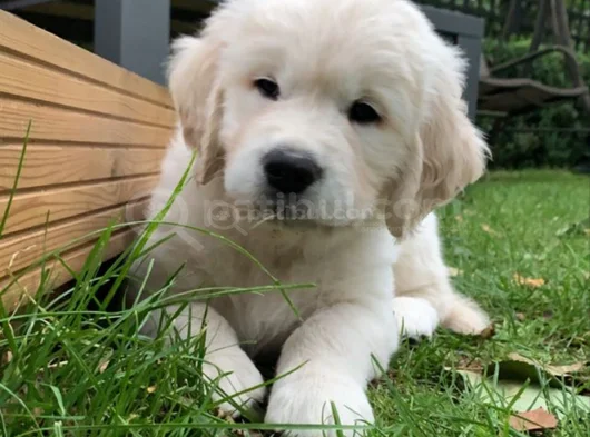 A Kalite Dişi Erkek Golden Retriever Yavrularımız görsel