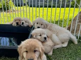 A Kalite Dişi Erkek Golden Retriever Yavrularımız