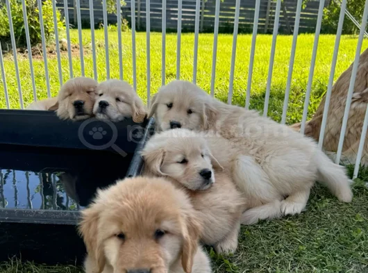 A Kalite Dişi Erkek Golden Retriever Yavrularımız görsel
