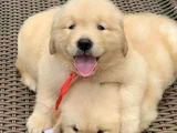 A Kalite Dişi Erkek Golden Retriever Yavrularımız
