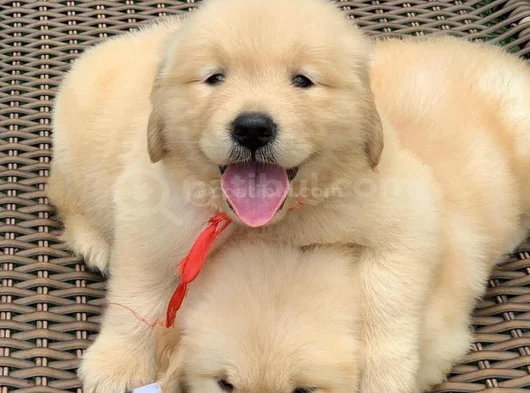 A Kalite Dişi Erkek Golden Retriever Yavrularımız görsel