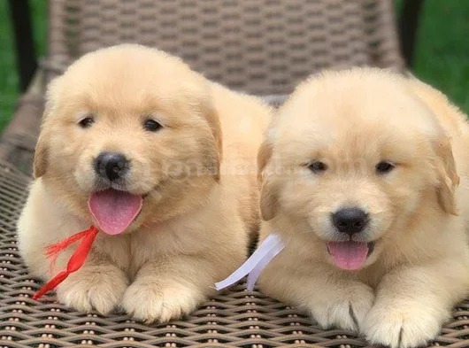 A kalite dişi erkek golden retriever yavrularımız