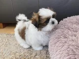 Dişi Erkek Shih Tzu Yavrular