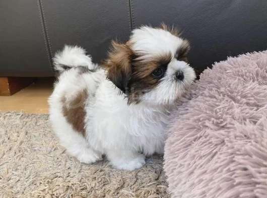 Dişi Erkek Shih Tzu Yavrular görsel