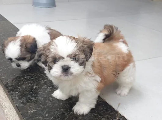 Dişi erkek shih tzu yavrular