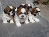Dişi Erkek Shih Tzu Yavrular