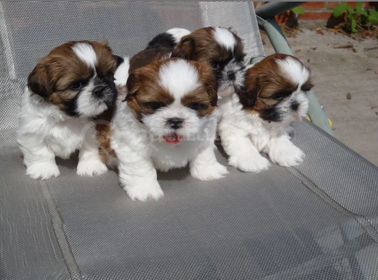 Dişi Erkek Shih Tzu Yavrular görsel