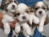 Dişi Erkek Shih Tzu Yavrular