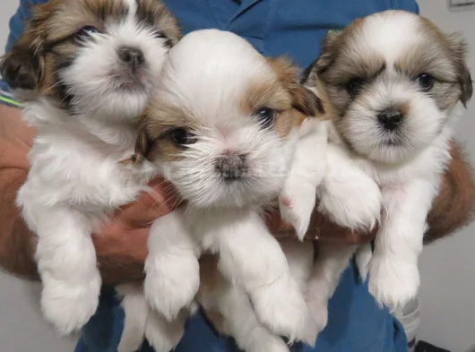 Dişi Erkek Shih Tzu Yavrular görsel