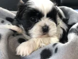 Dişi Erkek Shih Tzu Yavrular