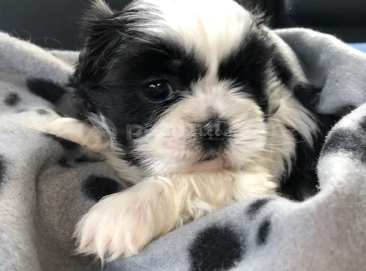 Dişi Erkek Shih Tzu Yavrular görsel