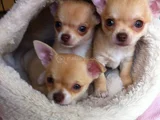 Dişi Erkek Chihuahua Yavrularımız