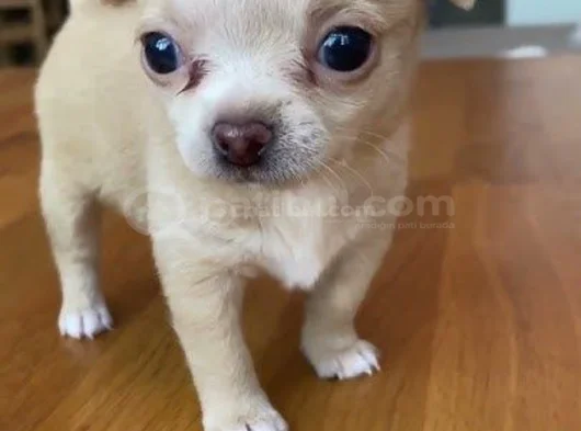Dişi Erkek Chihuahua Yavrularımız görsel